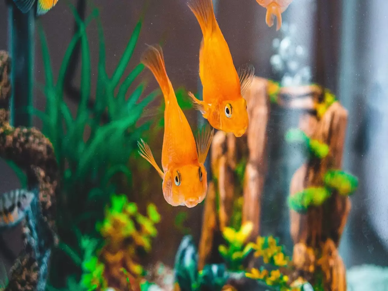Fish Tank Design: Tips and Tricks for the Perfect Aquarium