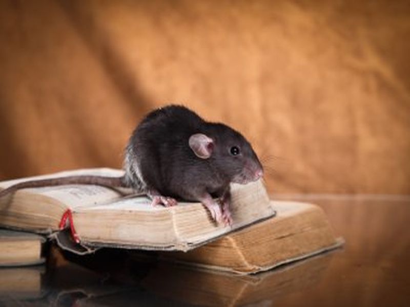 Effective Rat Control Tactics: Pest Management Insights