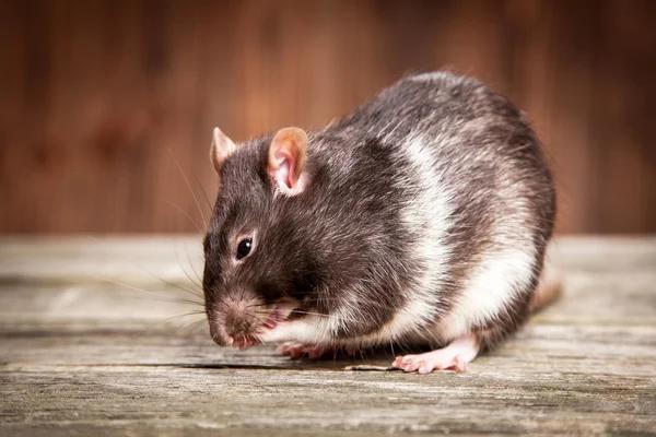 Customized Rodent Control Solutions for Sydney